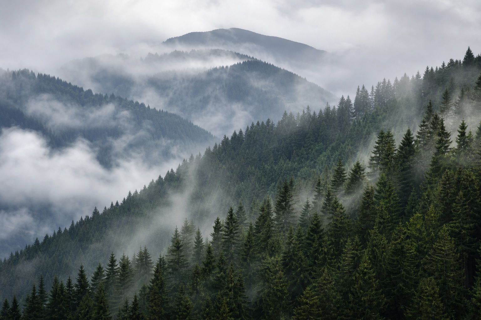 Fog rolling over layered mountains above a dense evergreen forest