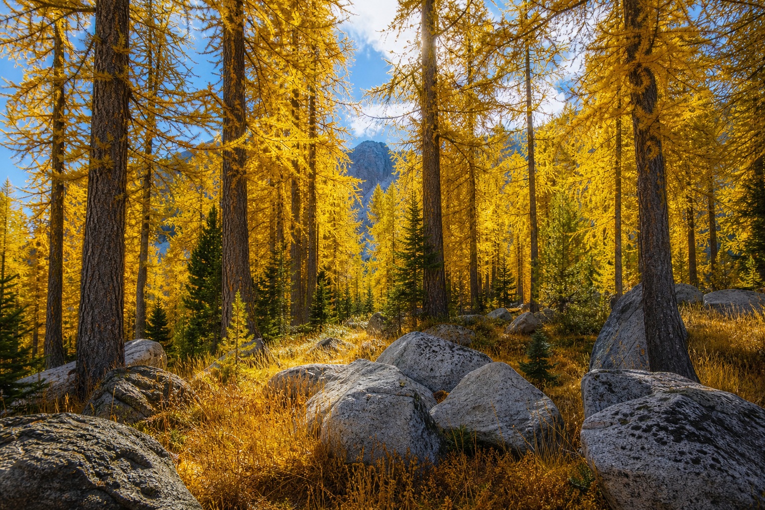 Preview for Forest Canopy Light Background