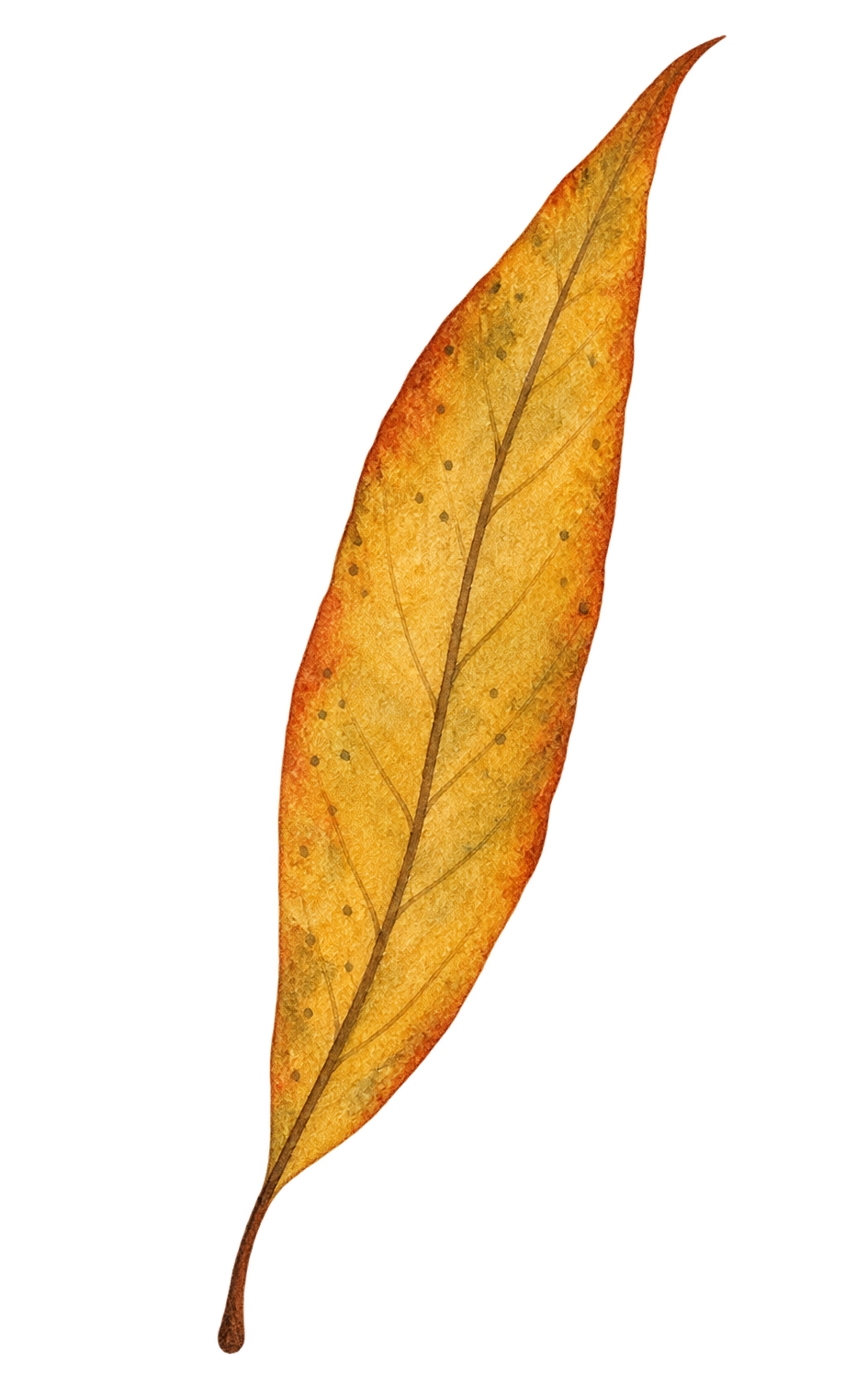 Preview for Ochre Folk Watercolor Autumn Leaf