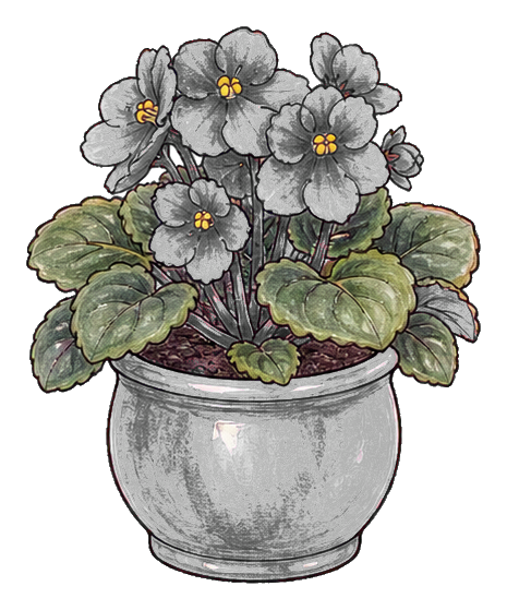 Potted African violet with dark purple flowers and green leaves in a gray pot