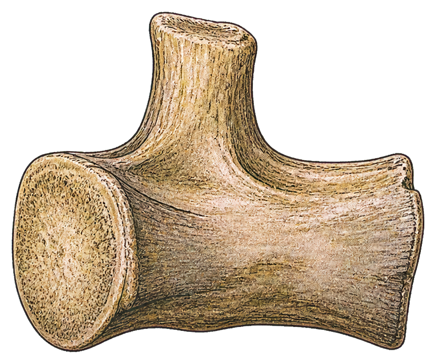 Preview for Dinosaur Tail Vertebra Sticker