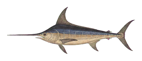 Preview for Vintage Swordfish Sticker Graphic