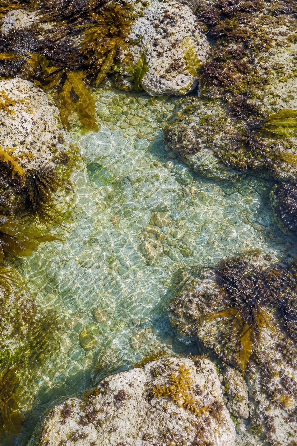 Preview for Tidal Pool Texture Background