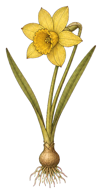 Preview for Yellow Daffodil Botanical Sticker