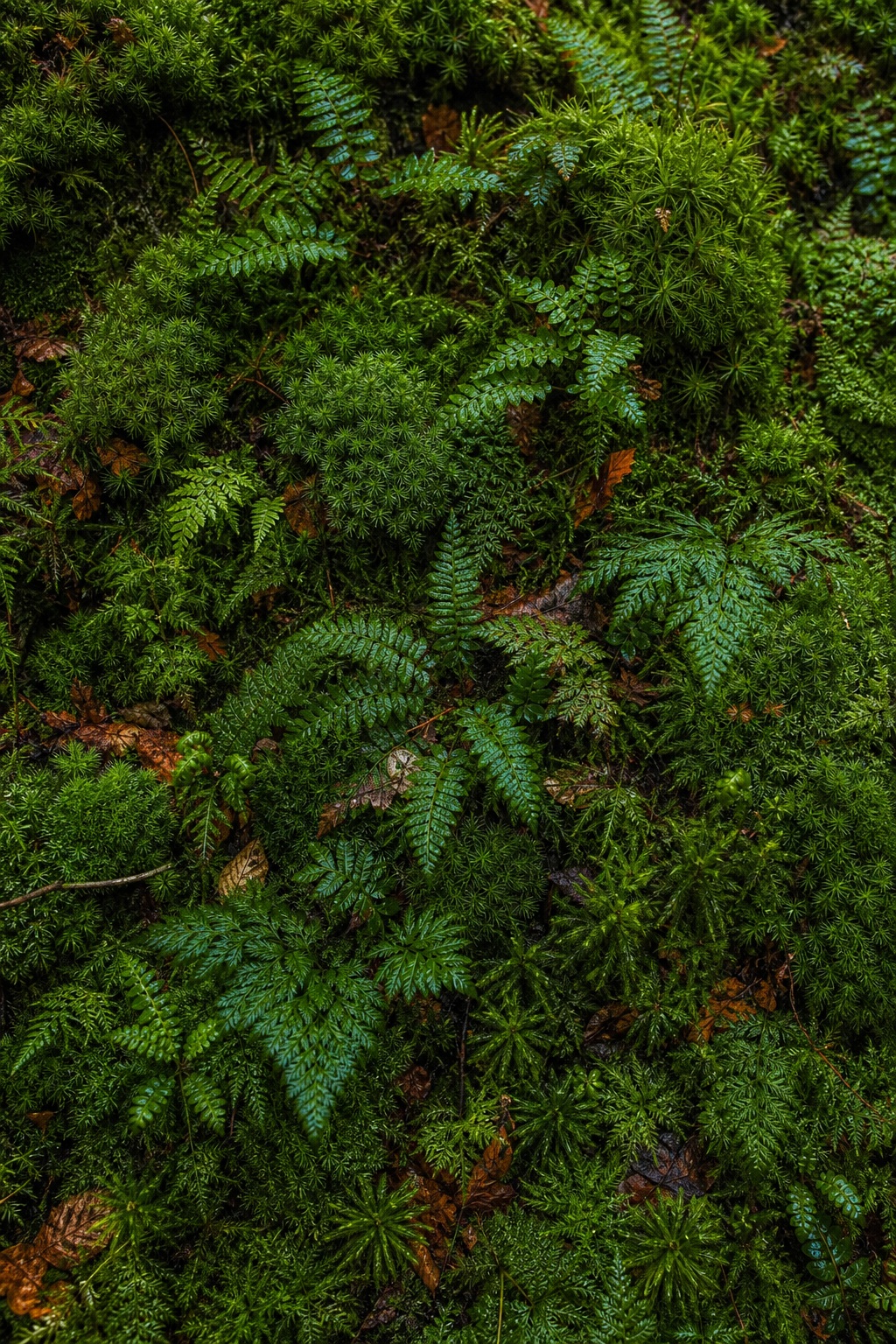 Preview for Autumn Green Moss Fern Background