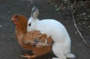 Preview for Rabbit-hugging-chicken-easter-meme-background-0bfce