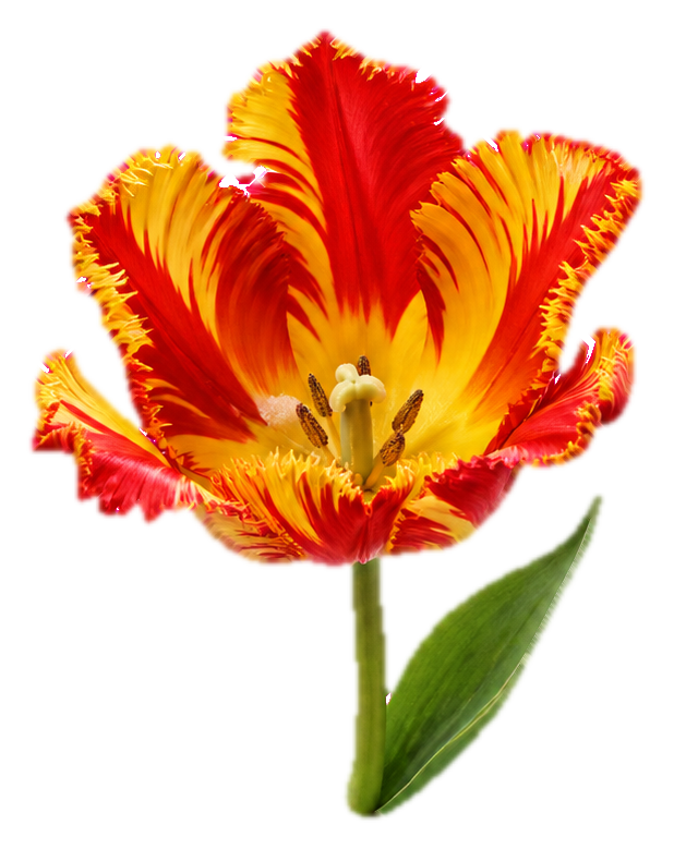 Preview for Flamed Parrot Tulip Sticker