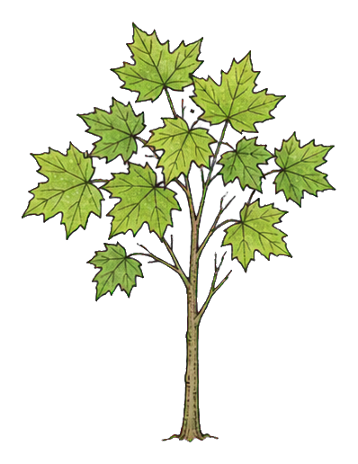 Preview for Maple Sapling Sticker