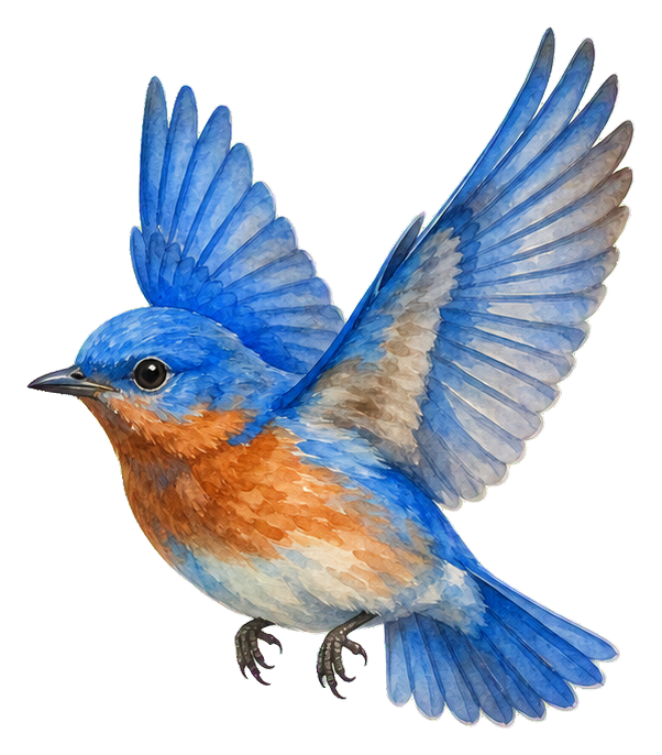 Watercolor bluebird with wings spread in mid-flight on a transparent background.