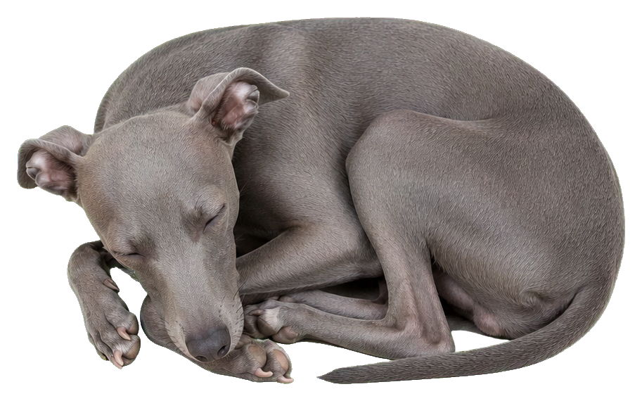 Realistic blue Italian greyhound curled up asleep on a white background.
