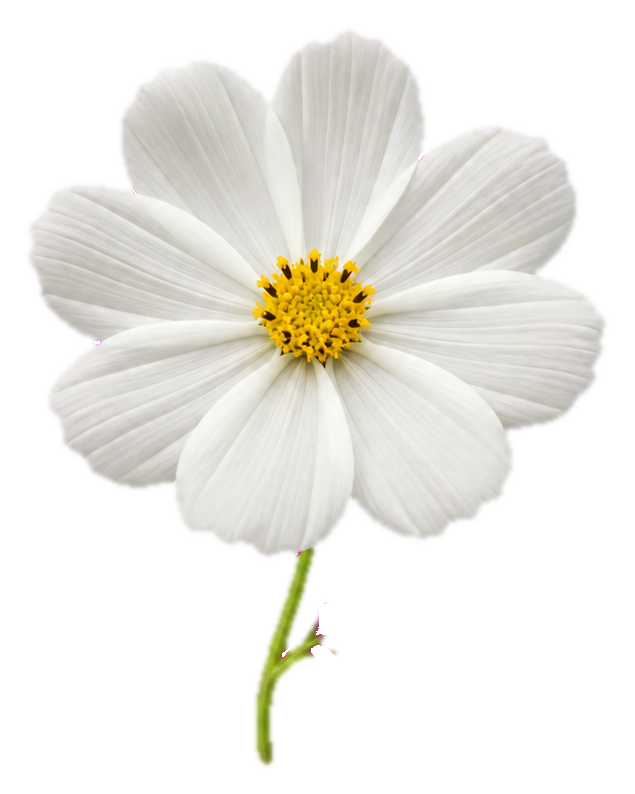 A white cosmos flower with layered petals and a yellow center on a green stem