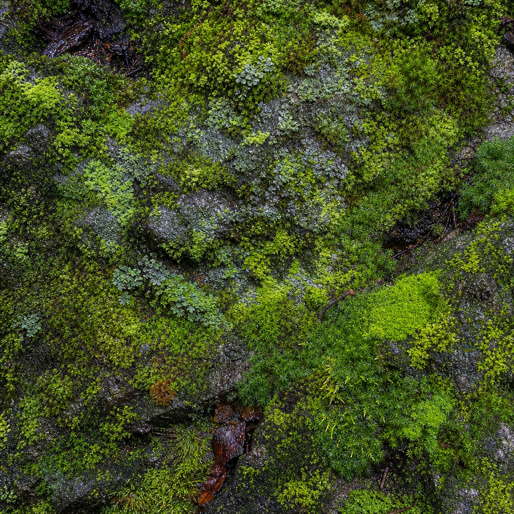 Green moss and lichen growing across a rough wet stone surface.
