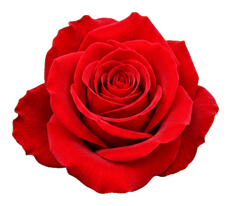 Preview for Scarlet Hybrid Tea Rose Sticker