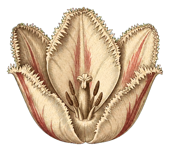 Preview for Vintage Ivory Fringed Tulip Sticker