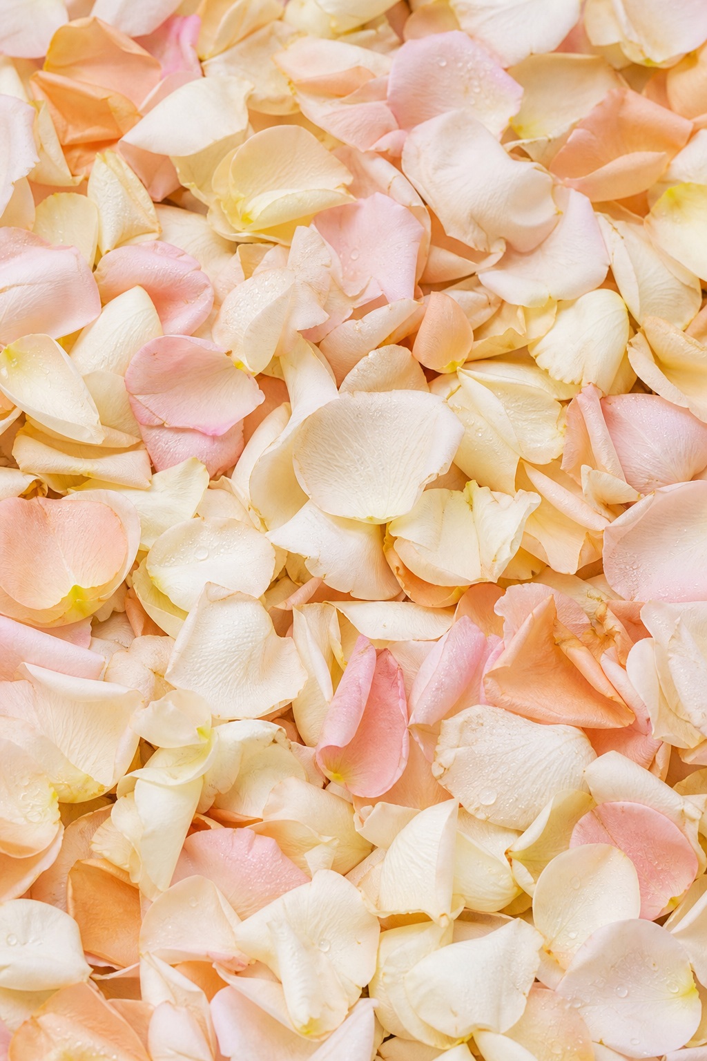 Soft ivory and champagne rose petals scattered across a romantic floral background