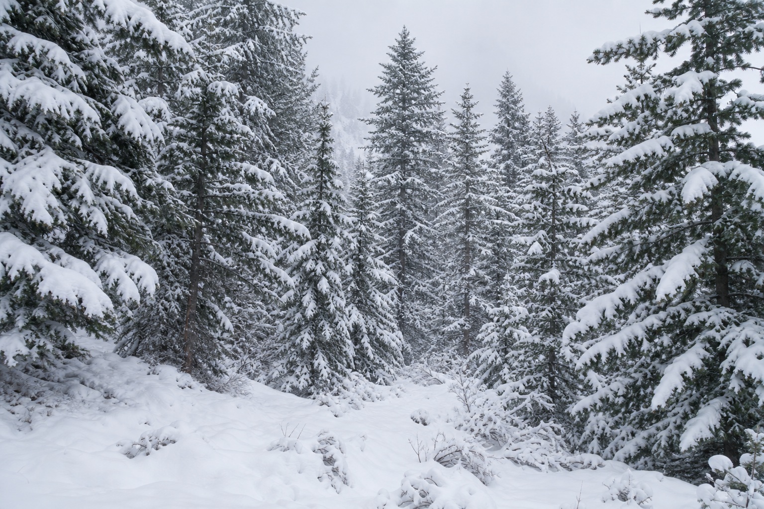 Preview for Snowy Pine Forest Background