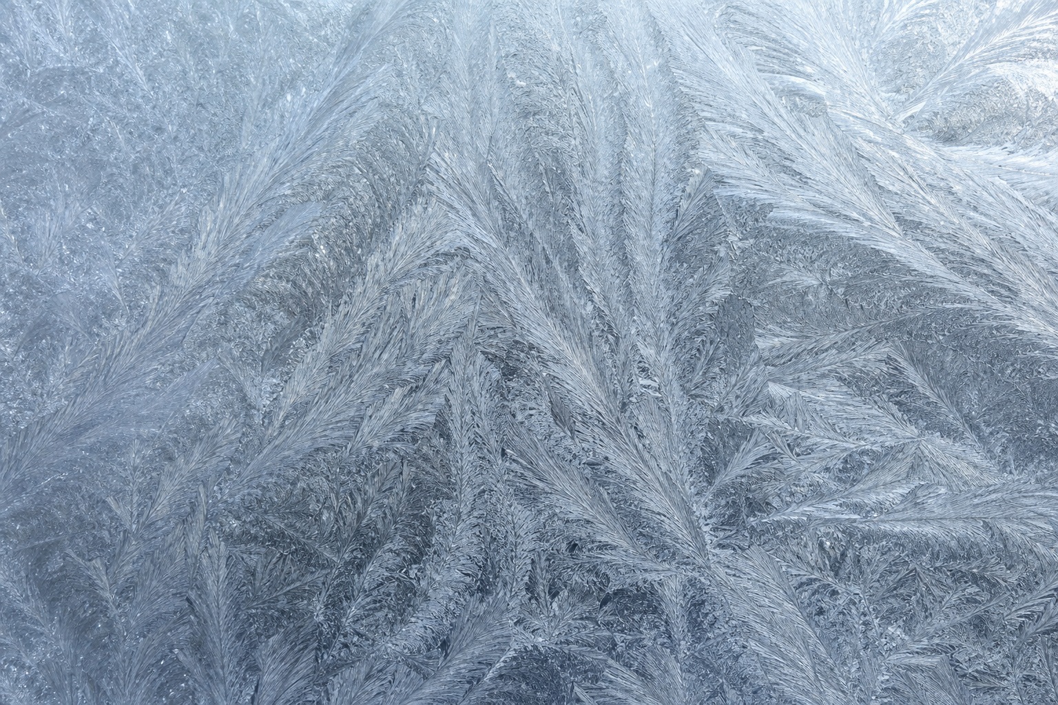 Close-up of a clear silver feather-like frost pattern on an icy surface
