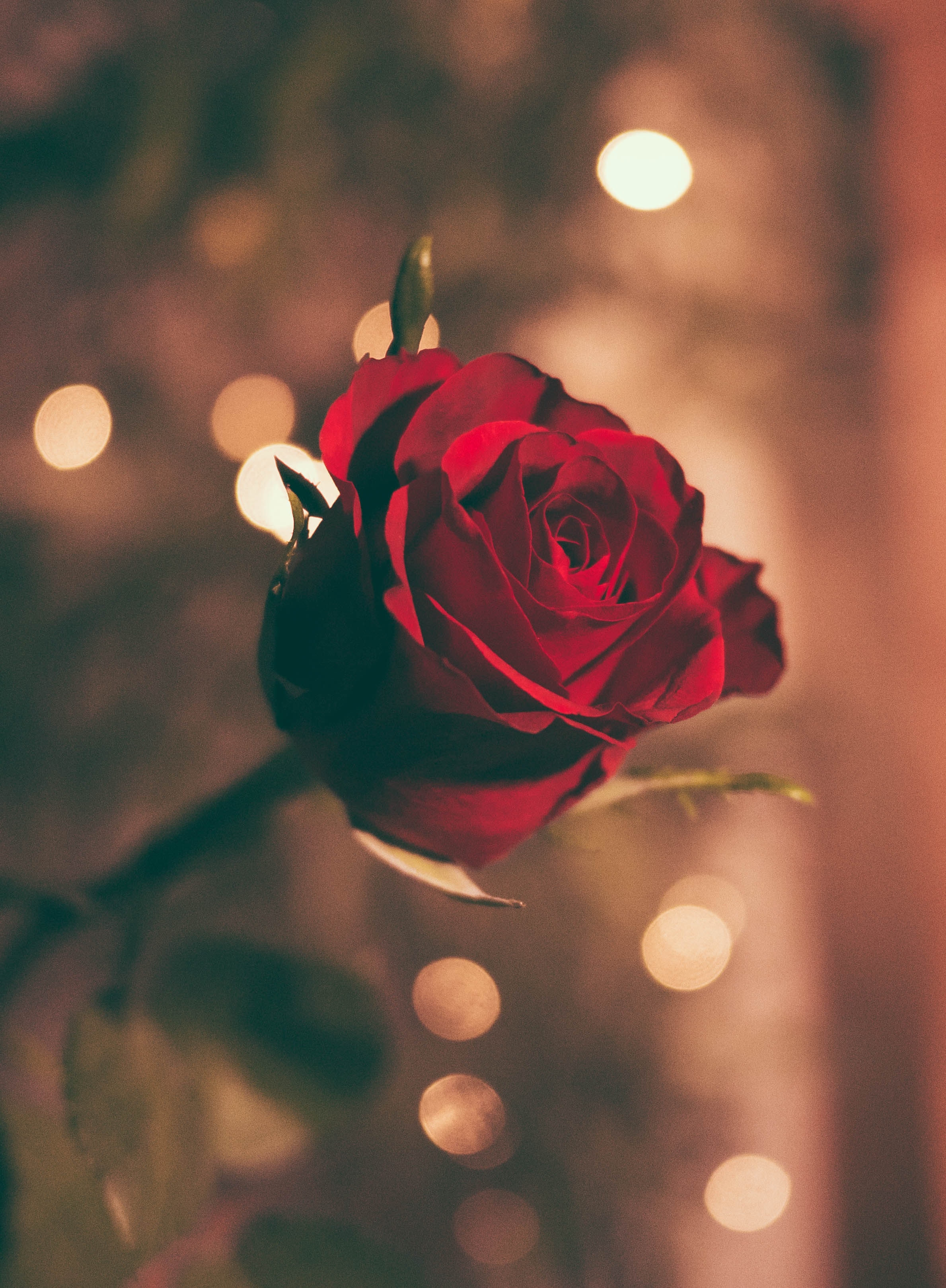 Preview for Romantic-red-rose-love-background-75946