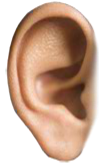 Thumbnail for Ears