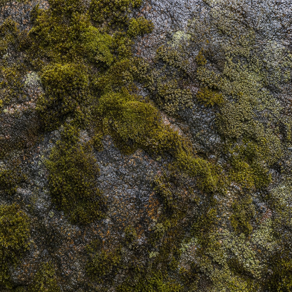 Preview for Moss Covered Stone Background