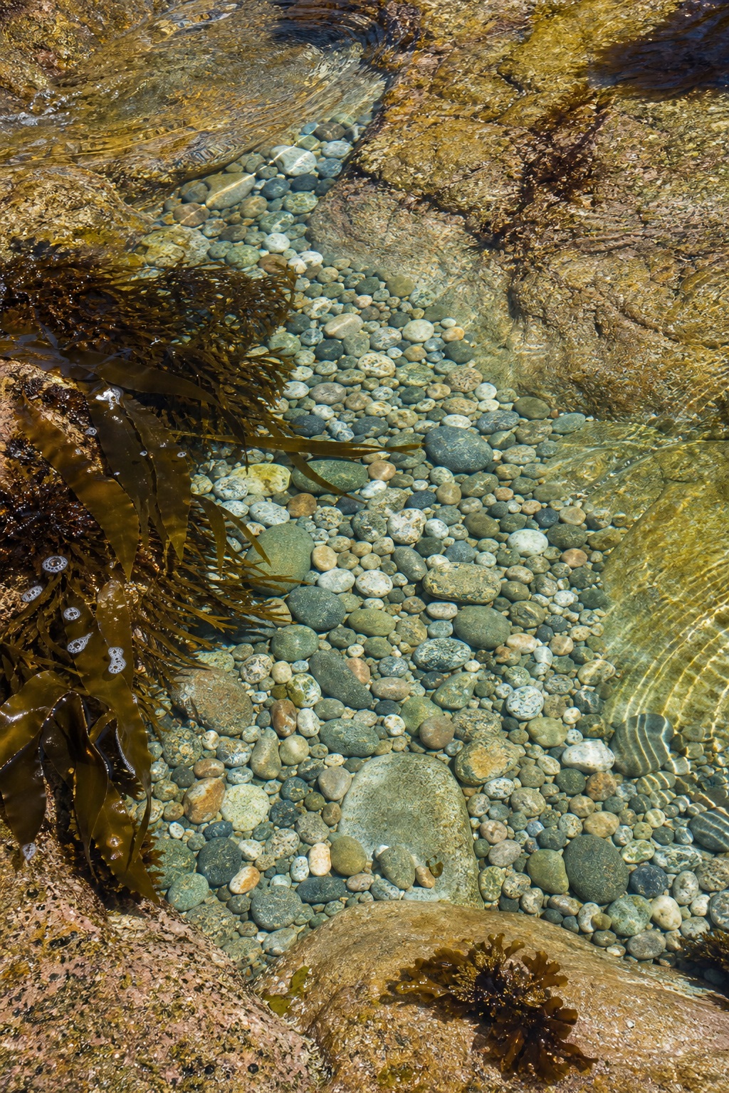 Preview for Tidal Pool Texture Stock Background