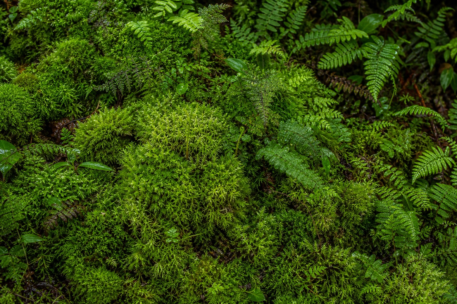 Preview for Fresh Overcast Moss Fern Texture Background