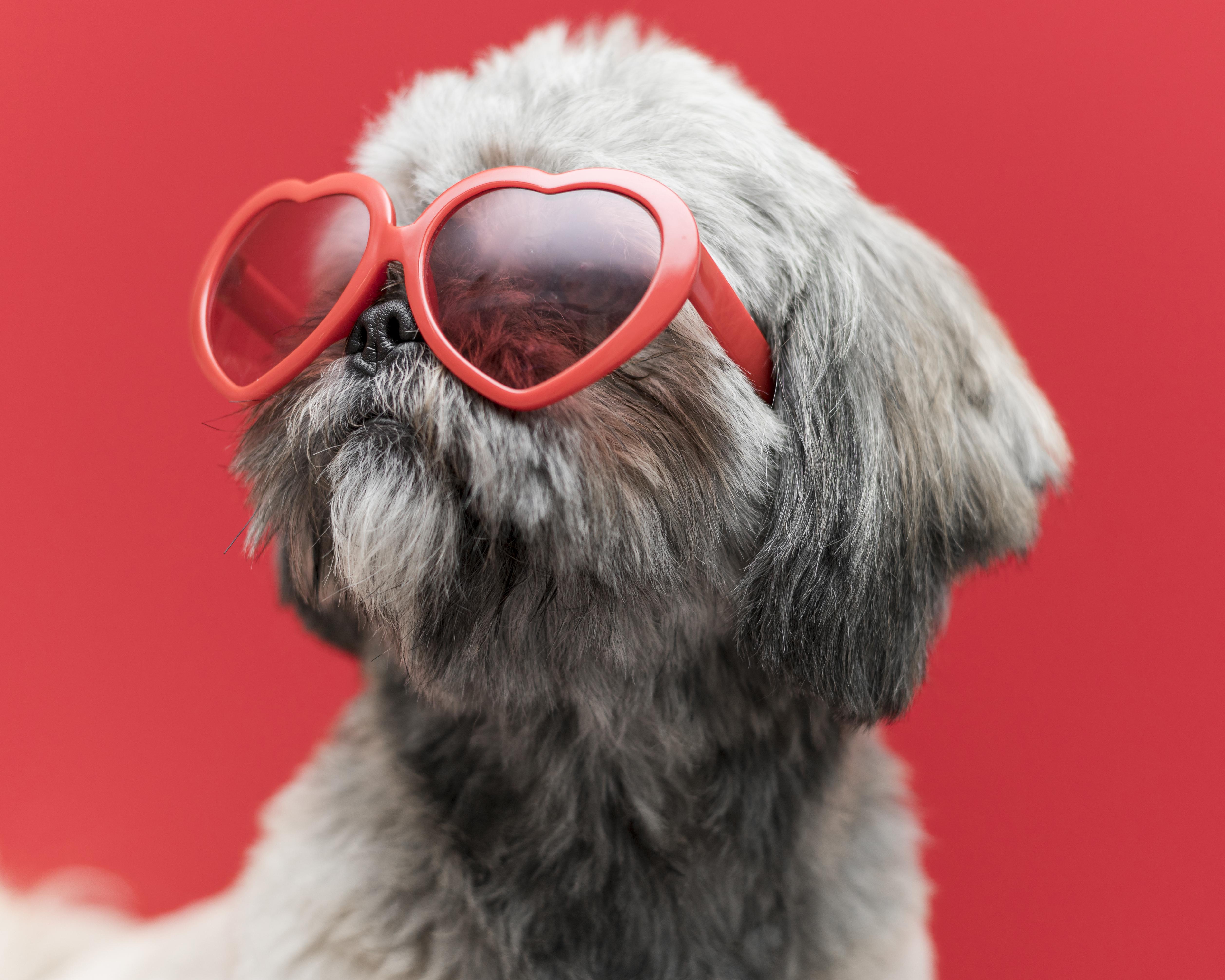 Preview for Dog-heart-shaped-sunglasses-dog-meme-background-d753f