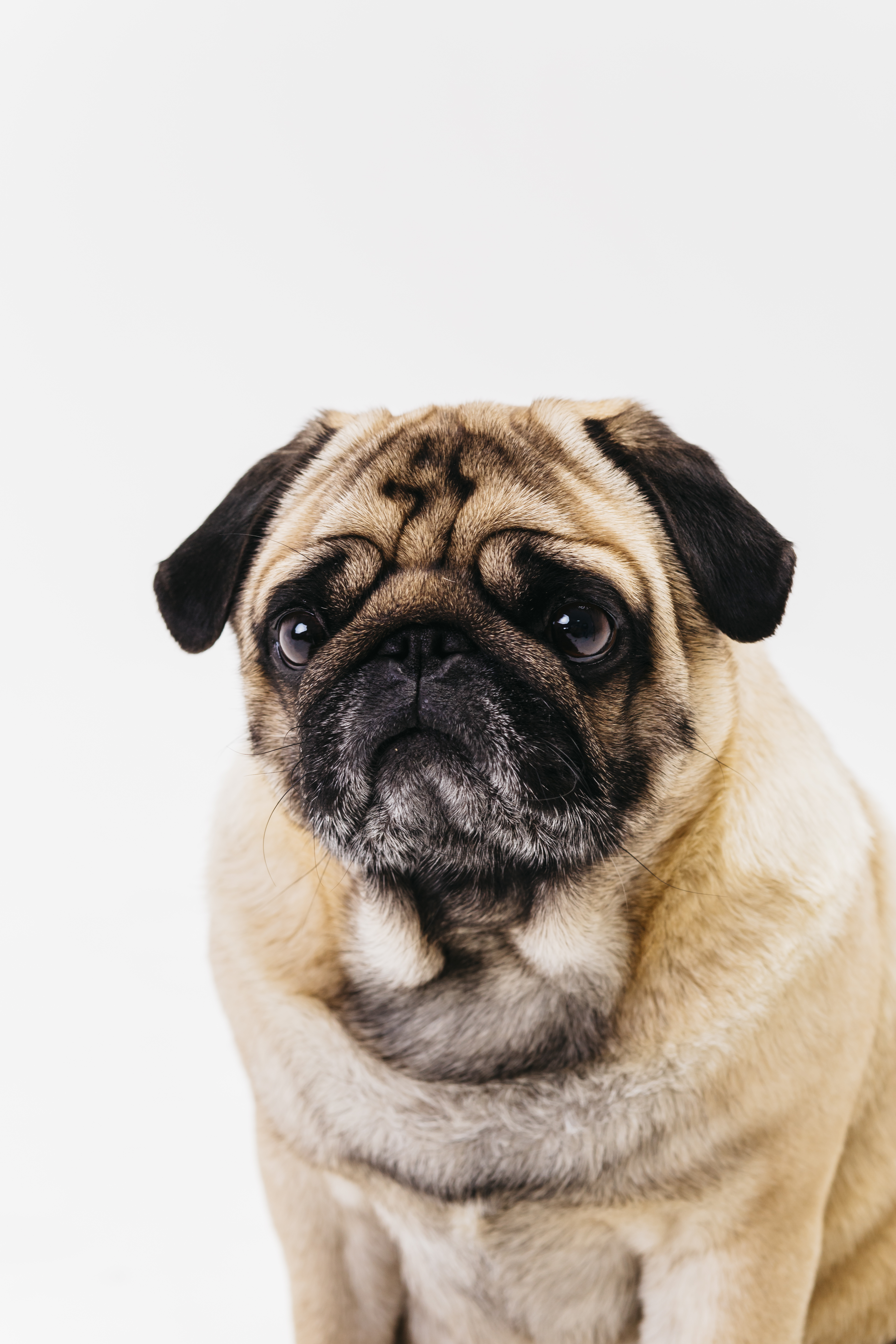 Preview for Pug-dog-portrait-dog-meme-background-8820b