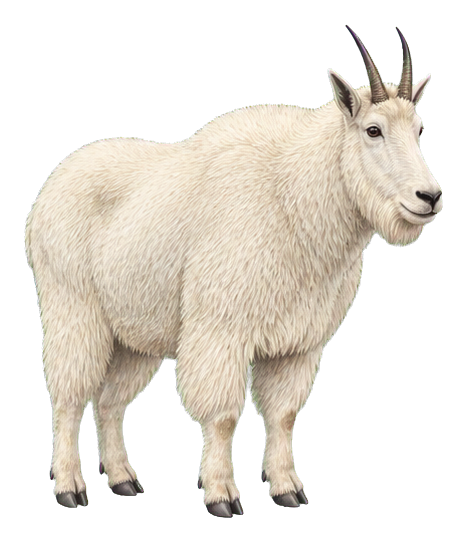Preview for Rocky Mountain Goat Sticker