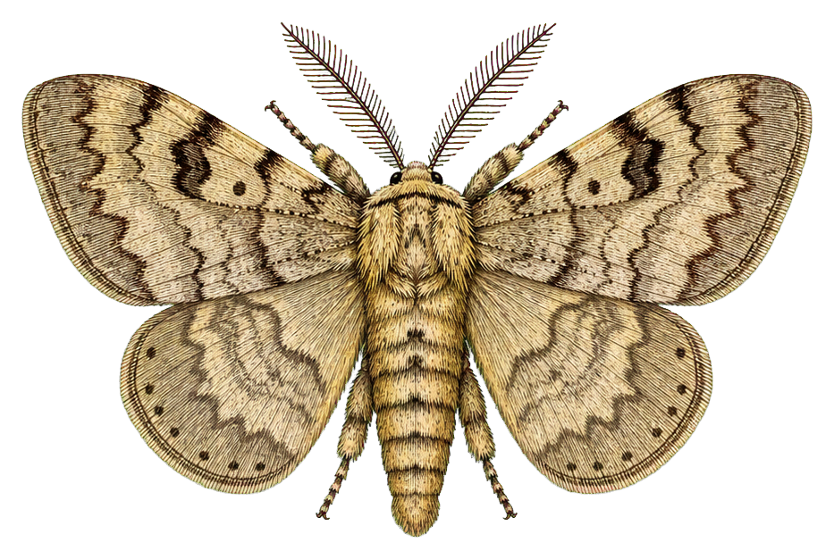 Preview for Gypsy Moth Vintage Sticker Graphic