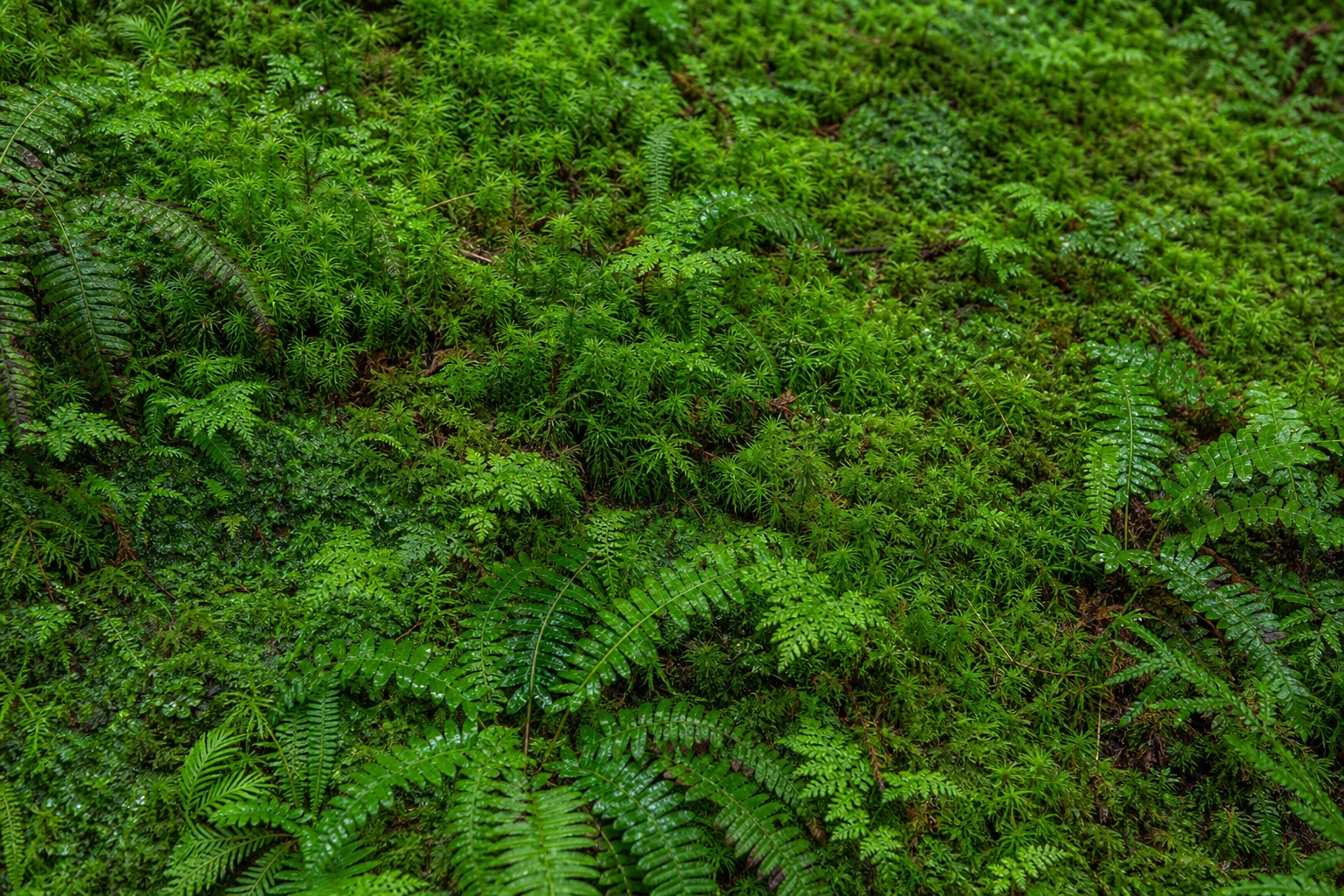 Preview for Cool Mist Sheet Moss Mat Background