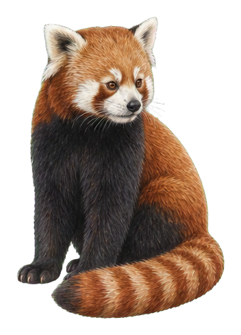 Preview for Red Panda Sticker