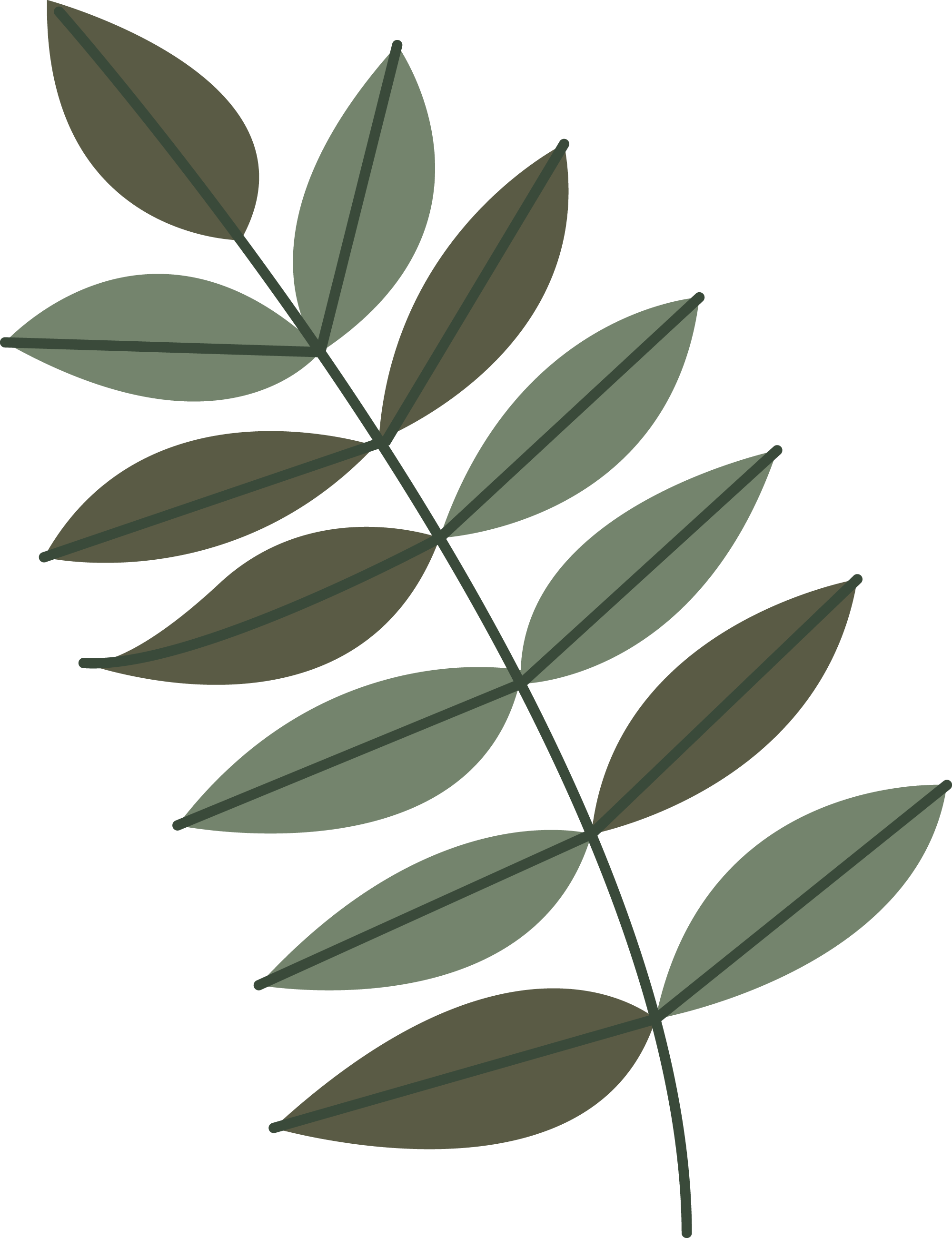 Preview for Olive-branch-illustration-spring-sticker-77a0e