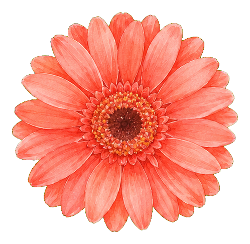 Preview for Botanical Watercolor Coral Gerbera Daisy Sticker