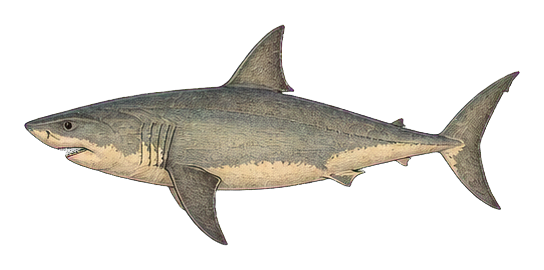 Preview for Great White Shark Vintage Sticker