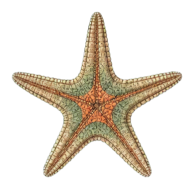 Preview for Sea Star Vintage Marine Life Sticker