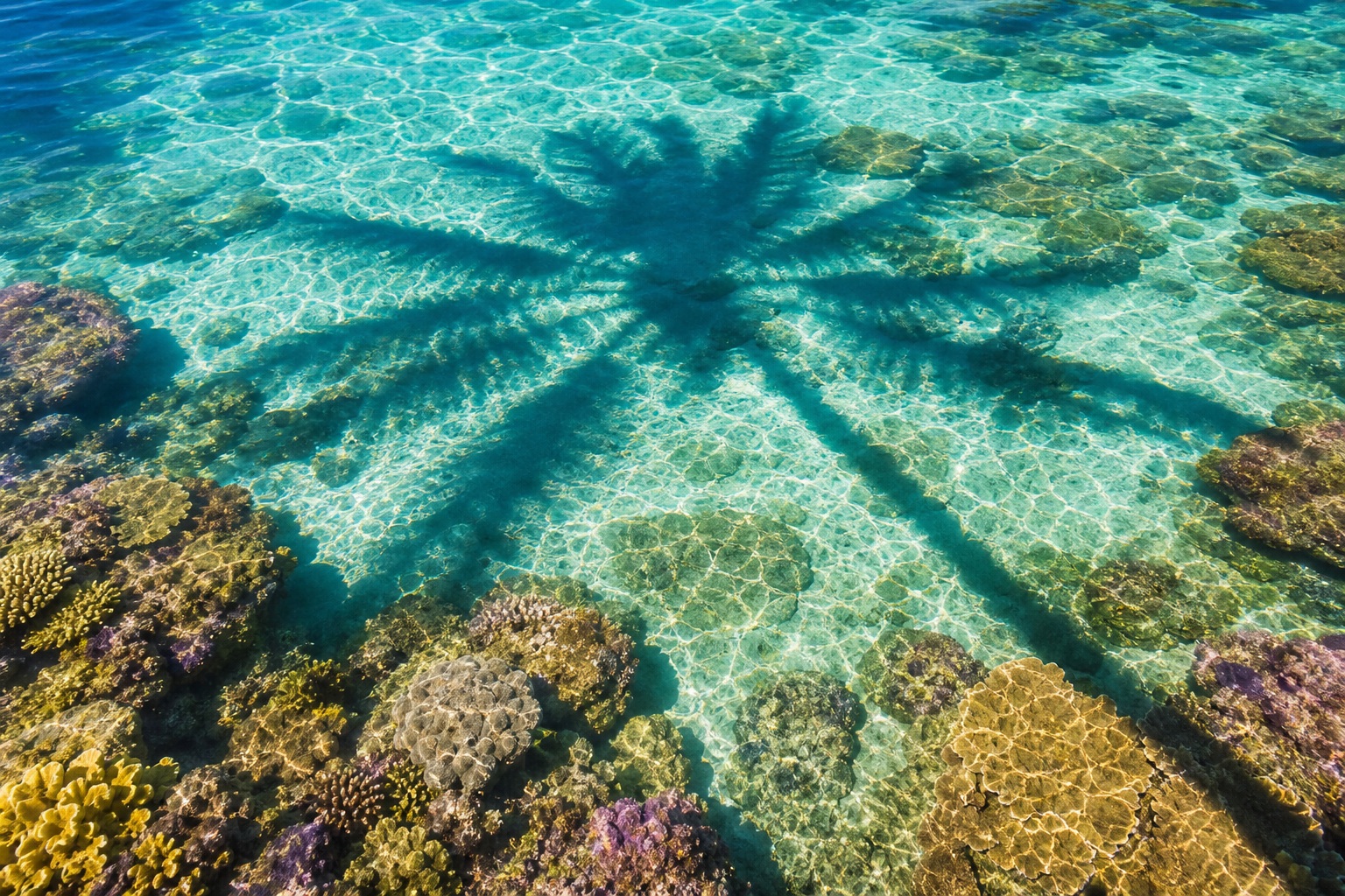 Preview for Tropical Reef Water Background