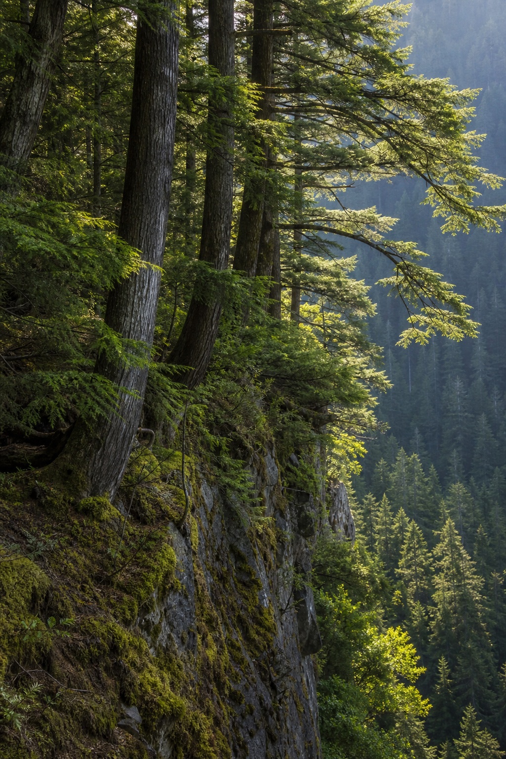 Preview for Hemlock Cliff Forest Stock Background