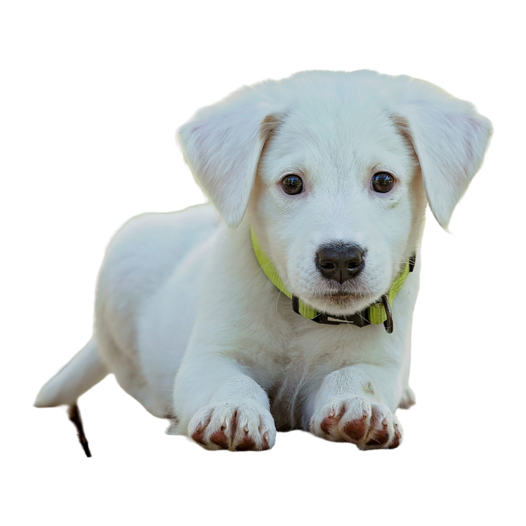 Preview for White-puppy-portrait-animal-sticker-e22e4