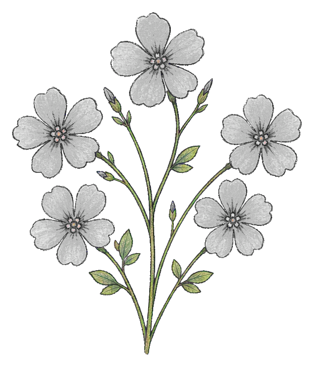 Cluster of verbena flowers on slender green stems with small blossoms.