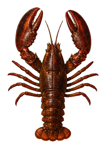 Preview for Oxblood Lobster Sticker