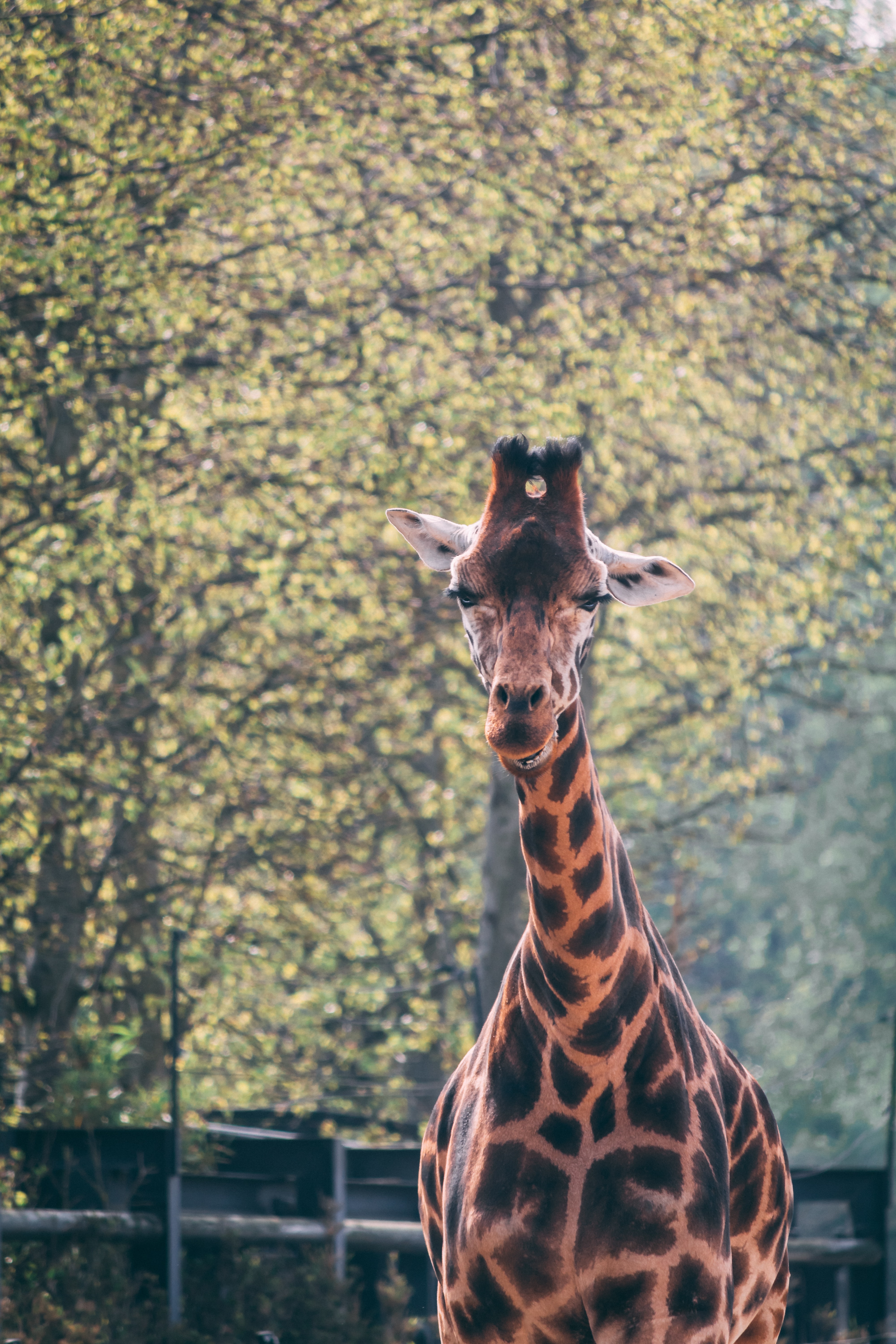 Preview for Giraffe-in-natural-habitat-animal-background-7b67a