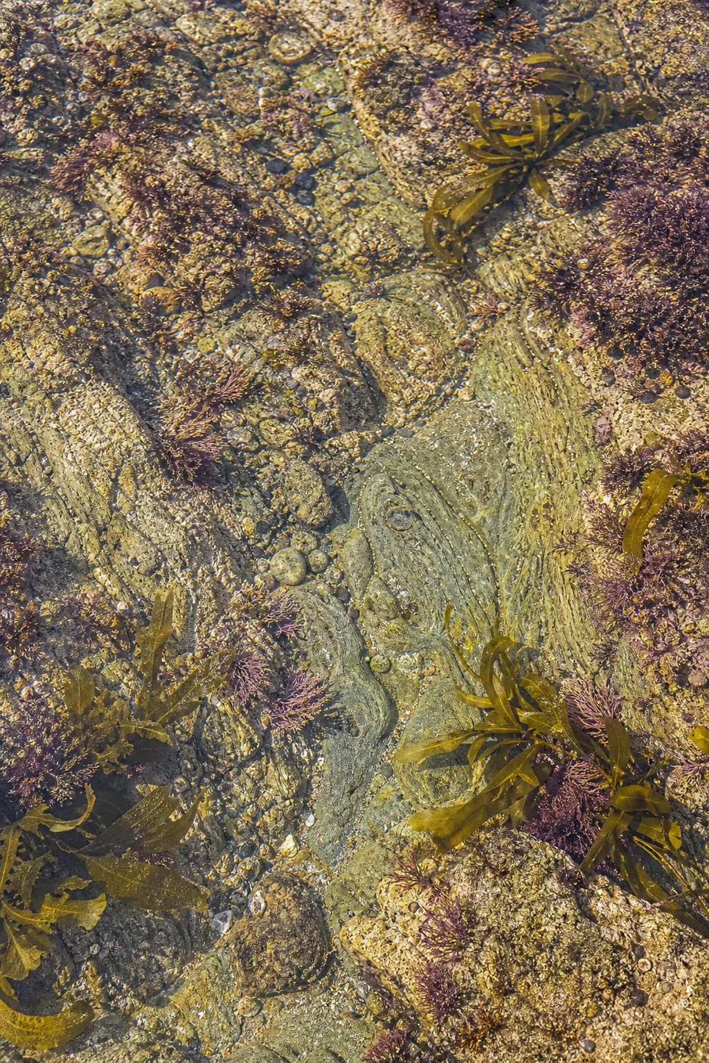 Preview for Clear Rock Pool Texture Background