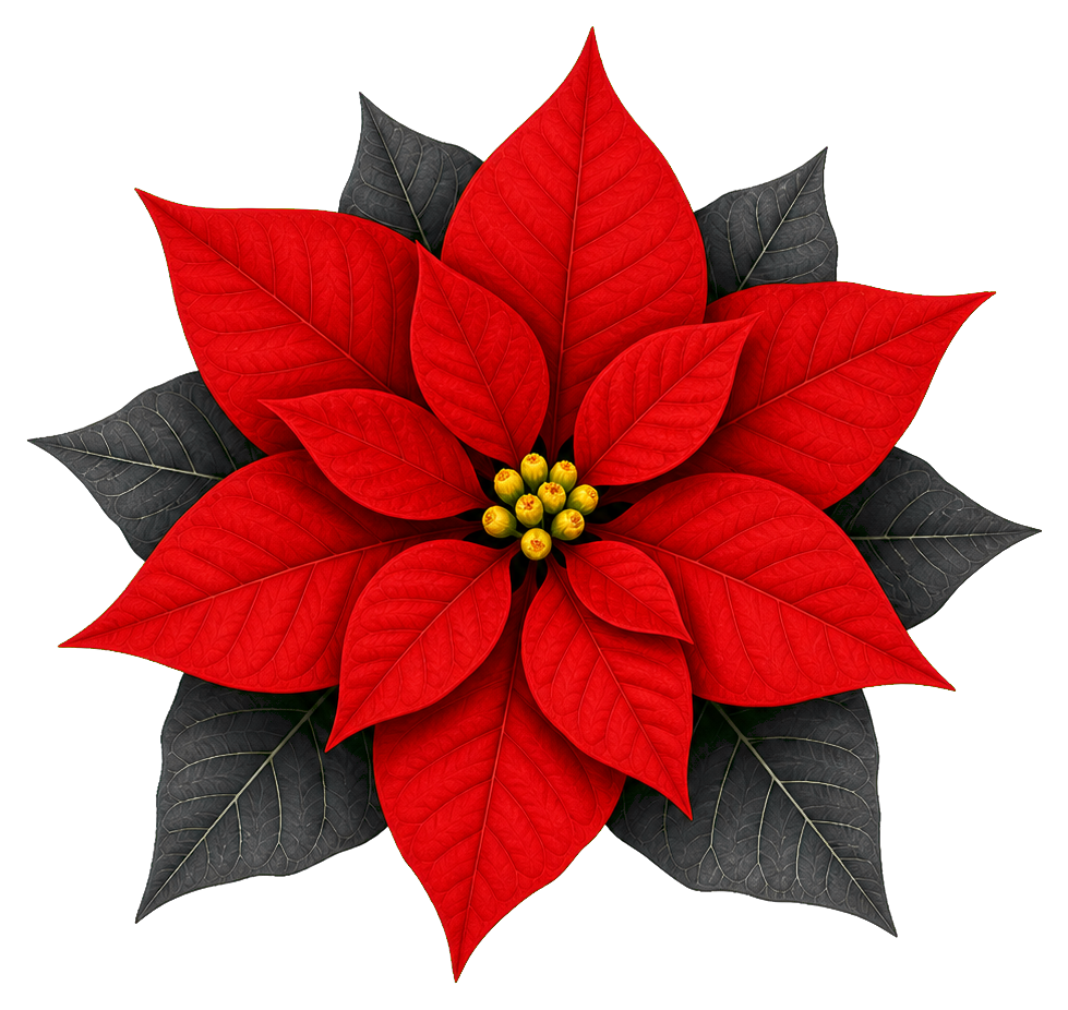 Preview for Poinsettia Flower Christmas Sticker