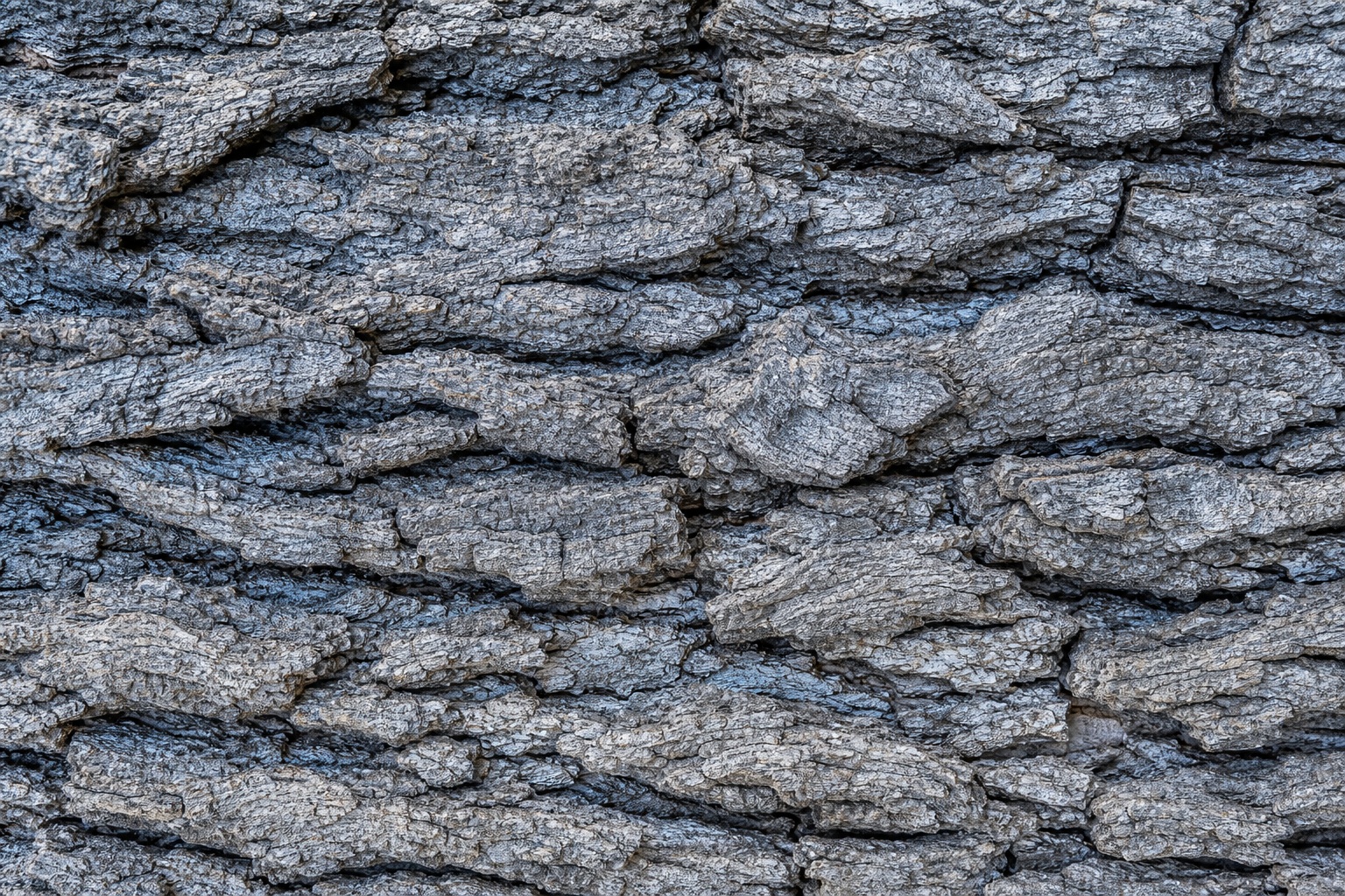Preview for Cool Silver Oak Bark Texture Background