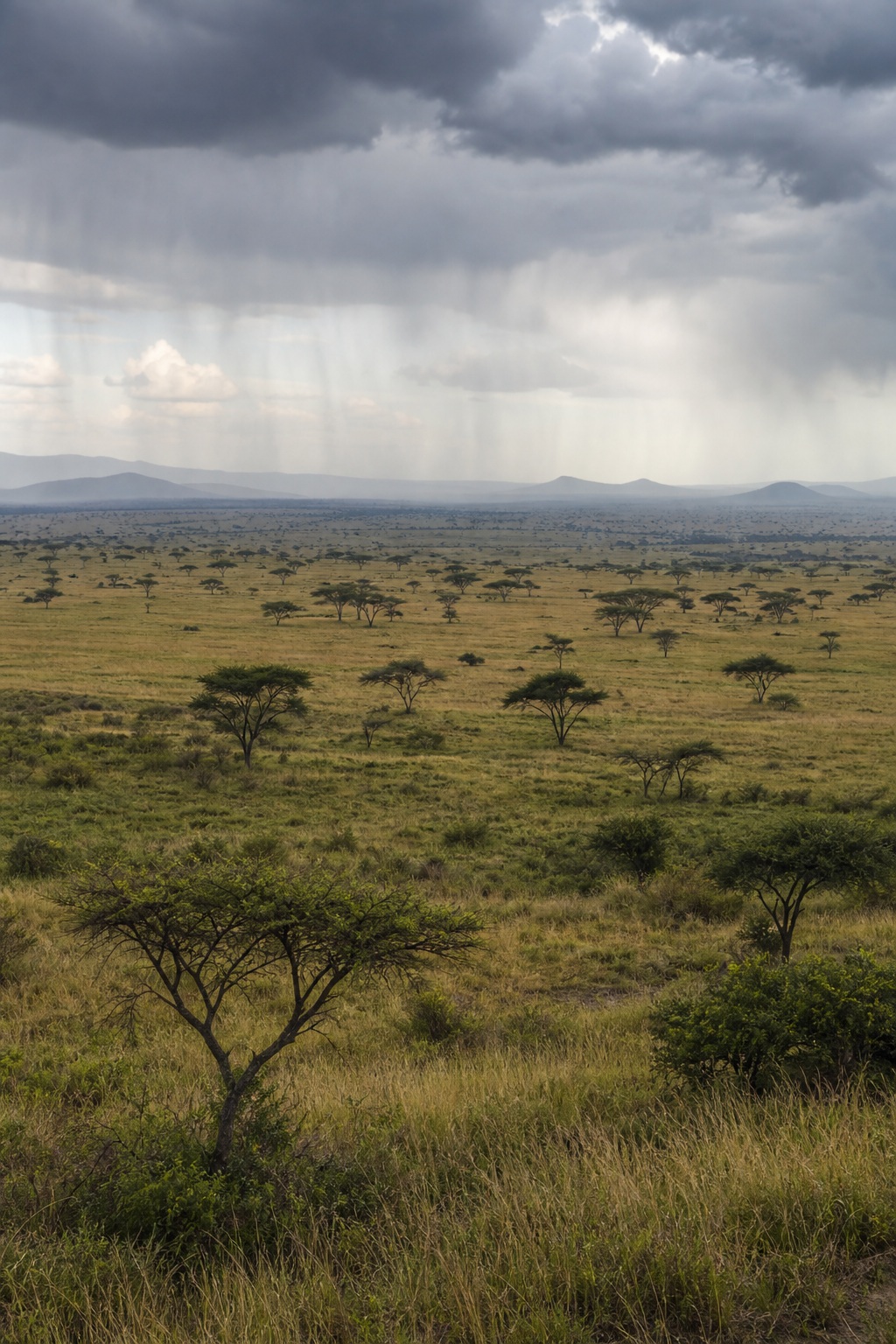 Preview for Rainy Light Grassland Horizon Background