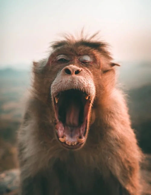 Preview for Laughing-monkey-portrait-animal-meme-background-cad68