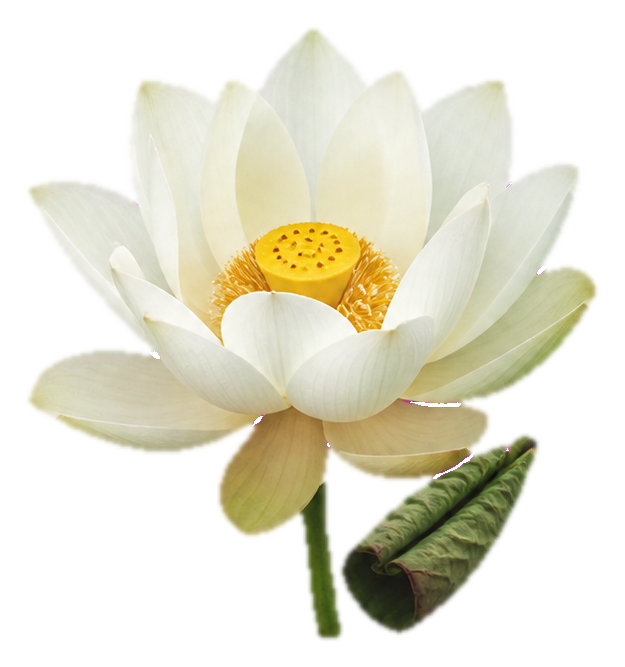 Preview for White Lotus Sticker For Photo And Design Overlays