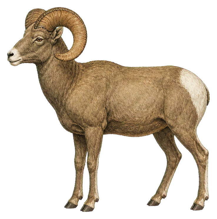 Preview for Bighorn Sheep Ram Vintage Sticker