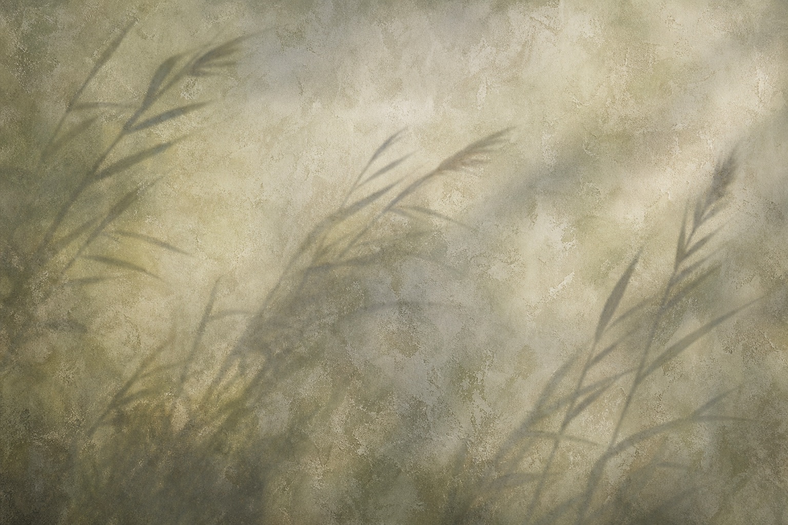 Preview for Botanical Shadow Study Background
